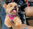 American River Choke Free Dog Harness Ombre Collection - Raspberry Sundae