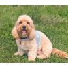 Cool Mesh Dog Harness with Leash - Blue Daisy
