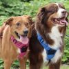Venture Paw Pull Control Dog Harness - Mountain Lake