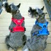 Venture Paw Harness - Crimson