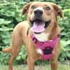 Venture Paw Pull Control Dog Harness - Wild Raspberry